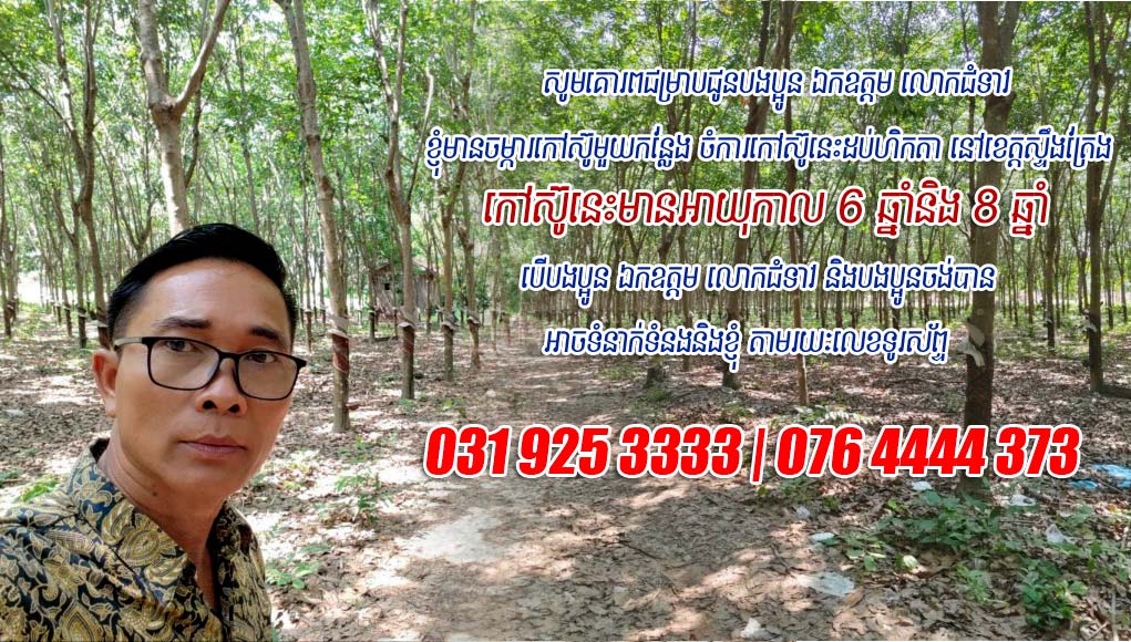 ត្រូវ​ការលក់​ «ចម្ការកៅស៊ូ​មួយ​ទំហំ​ ១០ ហិកតា» ​នៅ​ខេត្ត​ស្ទឹងត្រែង